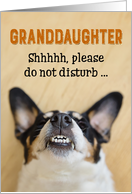 Granddaughter - Funny Birthday Card - Dog with Goofy Grin card