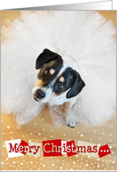 Humorous Christmas Card - Dog Wearing a Tutu card