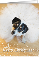 Humorous Christmas Card - Dog Wearing a Tutu - Gold and White card
