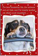 Humorous Christmas Card - Dog Pondering Life,The Universe and All That card