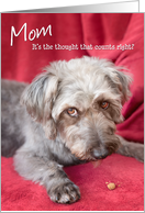 Mom Humorous Birthday Card - Cheeky Pup Eats Half the Treat card
