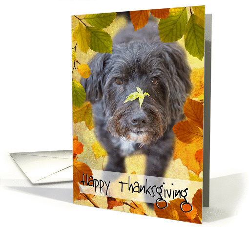 Humorous Thanksgiving Card - Dog with Leaf on Nose card (1185824)