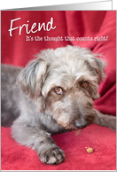 Friend Humorous Birthday Card - Cheeky Pup Eats Half the Treat card