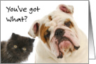 Humorous Get Well Card - Inquisitive Dog and Cat card