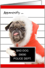 Funny Dog Christmas Card - Pug in Santa Costume Arrested card