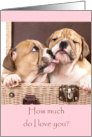 Cute Puppies Valentines Card