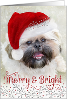 Cute Christmas Card - Shih Tzu in Santa Hat - Merry and Bright card