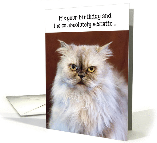 Humorous Birthday Card - Ecstatic Persian Cat card (1370848)
