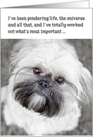 Funny Birthday Card - Shih Tzu Pondering Life and The Universe card