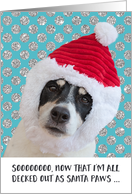 Funny Christmas Card - Dog Santa Paws Wondering about Cookies card