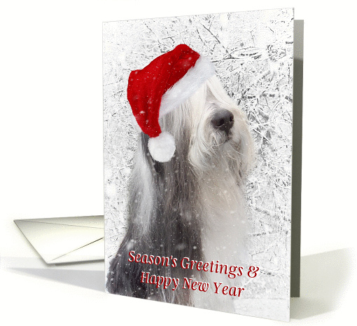 Dog Christmas Card - Bearded Collie in Santa Hat - Snowy Scene card