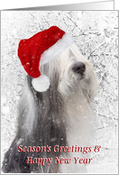Dog Christmas Card - Bearded Collie in Santa Hat - Snowy Scene card