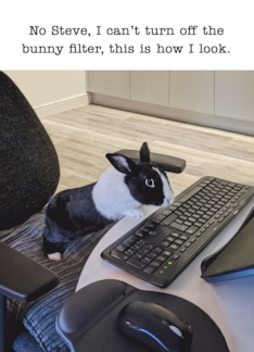 Bunny Filter Humor...