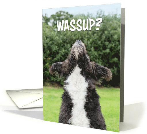 Wassup Dog Looking Up Hi Hello How Are You card (1697546)