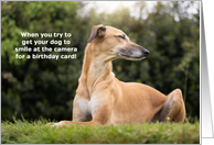 Funny Greyhound Dog Birthday card