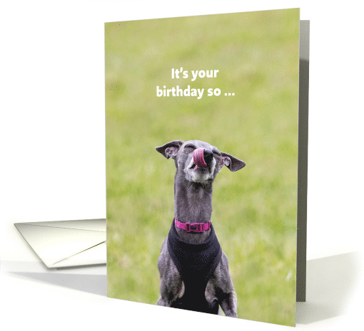 Cute Dog Humorous Birthday card (1858366)