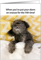 Funny Dog Alarm Clock on Snooze Birthday card