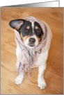 Blank Greeting Card - Humorous Jack Russell Terrier Dog in Scarf card