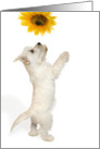 Blank Greeting Card - Westie Pup and Sunflower card