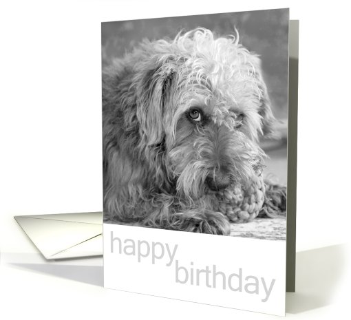 Birthday Card - Scruffy Fluffy Pup card (793913)