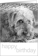 Birthday Card - Scruffy Fluffy Pup card