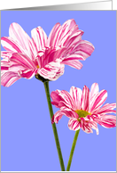Blank Greeting Card - Pink and White Stripy Flowers card