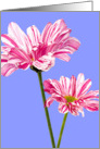Blank Greeting Card - Pink and White Stripy Flowers card