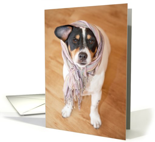 Birthday Card - Humorous Jack Russell Terrier Dog in Scarf card