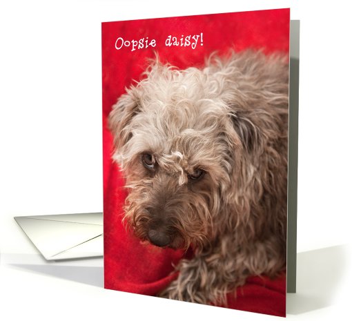 Belated Birthday Card - Cute Scruffy Pup card (795460)