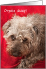 Belated Birthday Card - Cute Scruffy Pup card