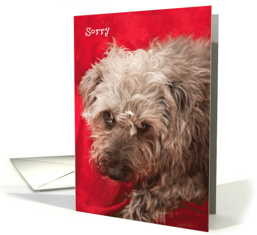 Apology Card - Cute Scruffy Pup card (795468)