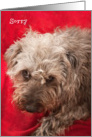 Apology Card - Cute Scruffy Pup card