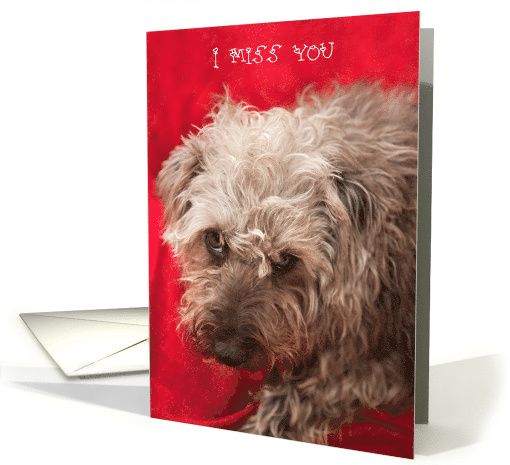 I Miss You Card - Cute Scruffy Pup card (795481)