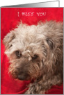 I Miss You Card - Cute Scruffy Pup card