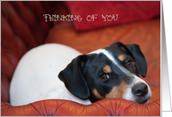 Thinking of You Card - Handsome Jack Russell Terrier card