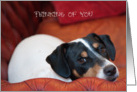 Thinking of You Card - Handsome Jack Russell Terrier card