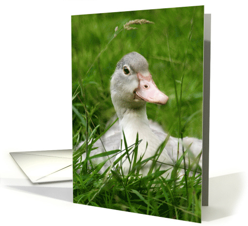 Blank Greeting Card - Cute Duckling in Green Grass card (795644)