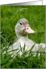 Blank Greeting Card - Cute Duckling in Green Grass card