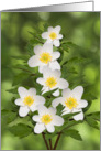 Blank Greeting Card - White Flowers Amongst Green Foliage card