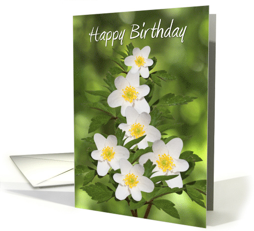 Birthday Card - White Flowers Amongst Green Foliage card (797920)