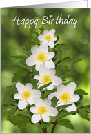 Birthday Card - White Flowers Amongst Green Foliage card