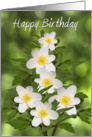 Birthday Card - White Flowers Amongst Green Foliage card