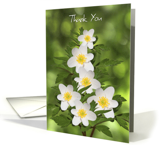 Thank You Card - White Flowers Amongst Green Foliage card (798429)