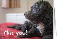 Miss You Card - Contemplative Scruffy Dog card