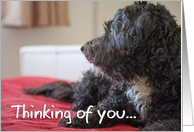 Thinking of You Card - Contemplative Scruffy Dog card