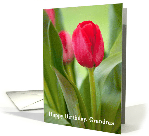 Grandma Birthday Card - Tulips and Green Leaves card (803834)