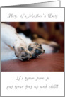 Mother’s Day Card - Sleeping Dog with Focus on Paws card