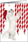 Christmas Card- Westie Puppy Reaching Up For Star card