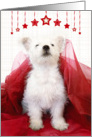 Christmas Card - West Highland Terrier Puppy Looking Up card