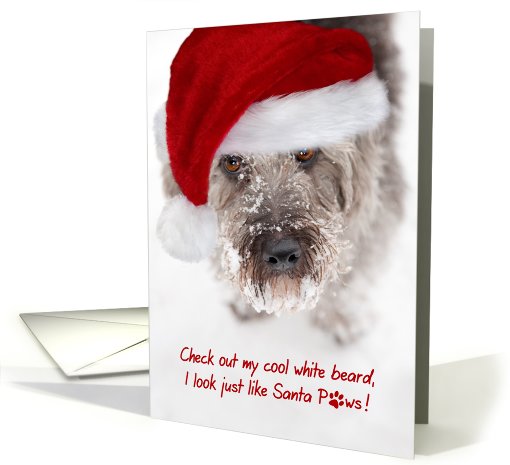 Christmas Card - Snowy Faced Pup in Santa Hat card (809142)